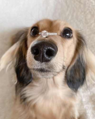 cachorro com pelagem clara segurando aliança prata com diamante no focinho