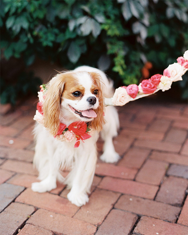 cachorro em casamento com coleira florida