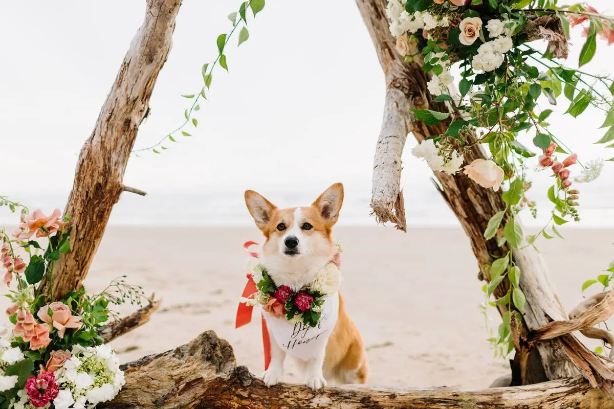 cachorro em casamento na praia
