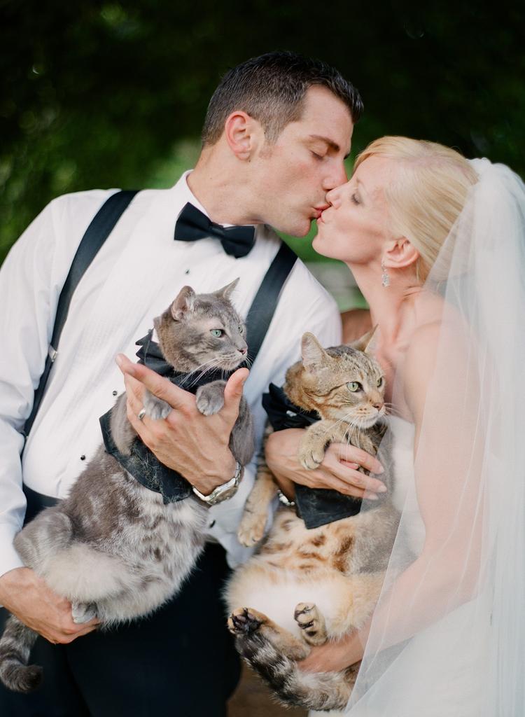 gatos no casamento