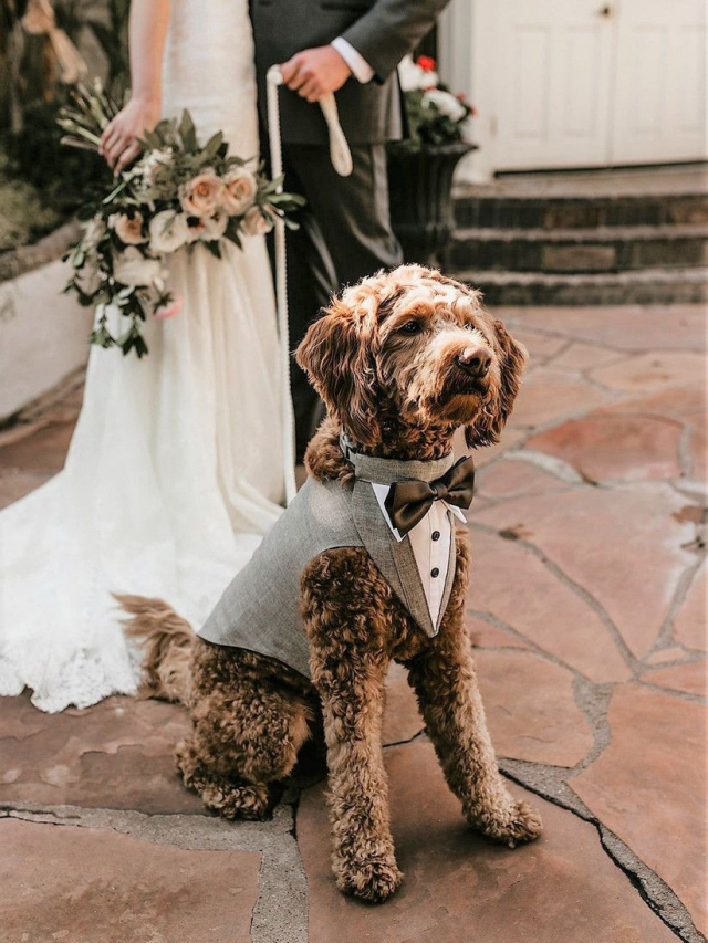 Cachorro no casamento: Como inserir seu cachorro no grande dia!