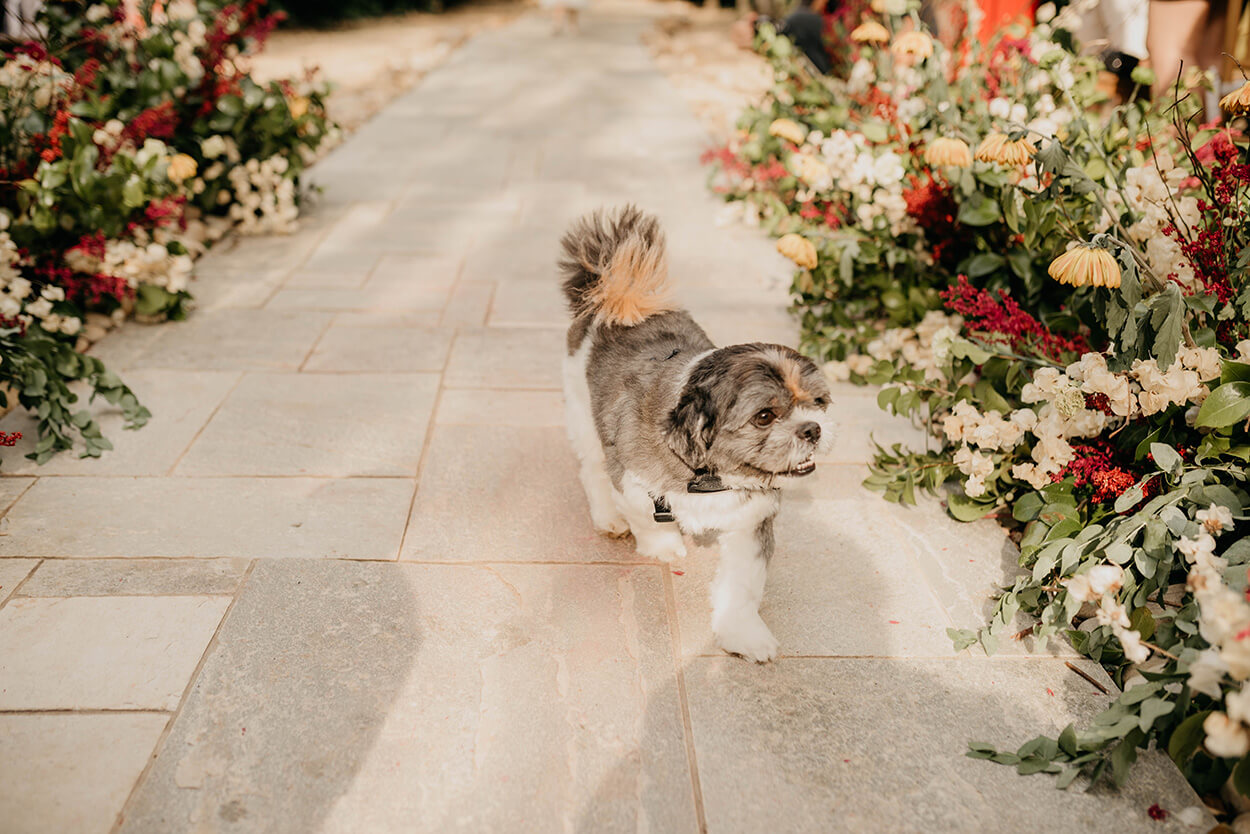 Cachorro perto das flores brancas e vermelhas