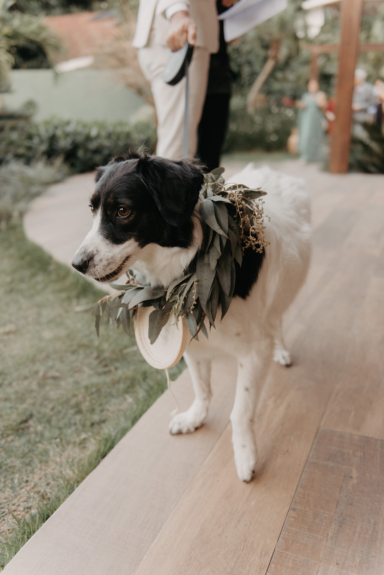 CAchorro no casamento