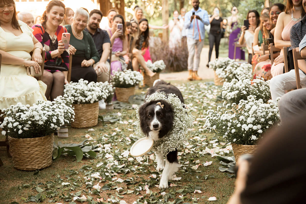 cachorro com coleira com flores brancas e carregando porta aliança bordada