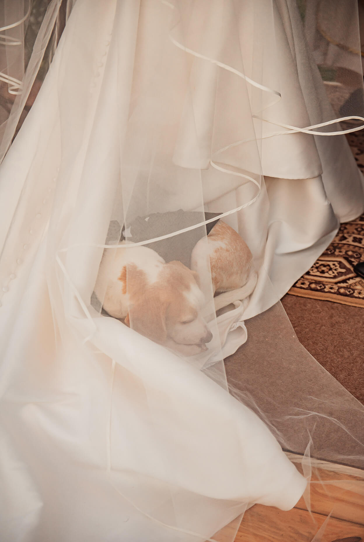 cachorro deitado no vestido da noiva
