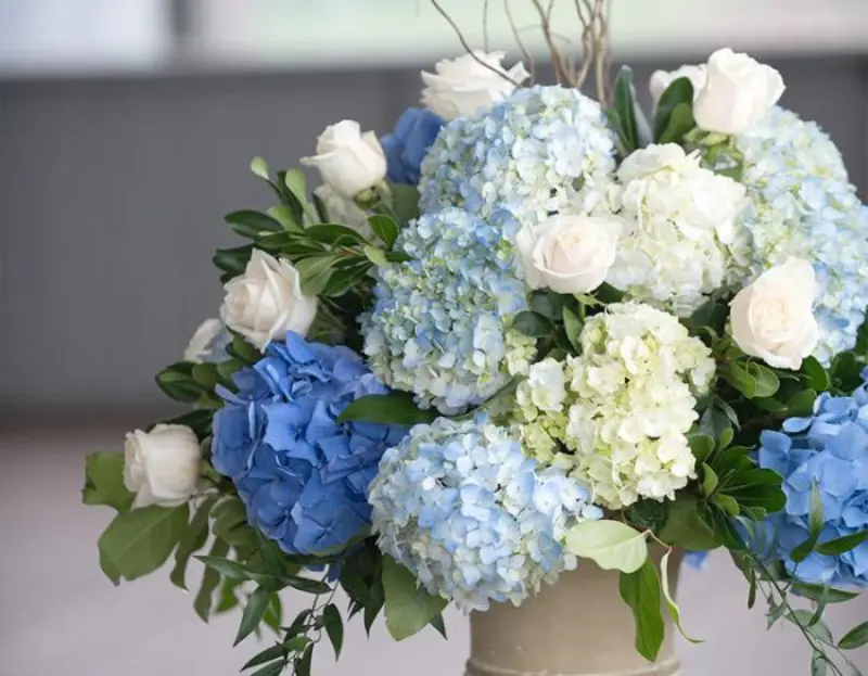Hort&ecirc;ncia azul para casamento