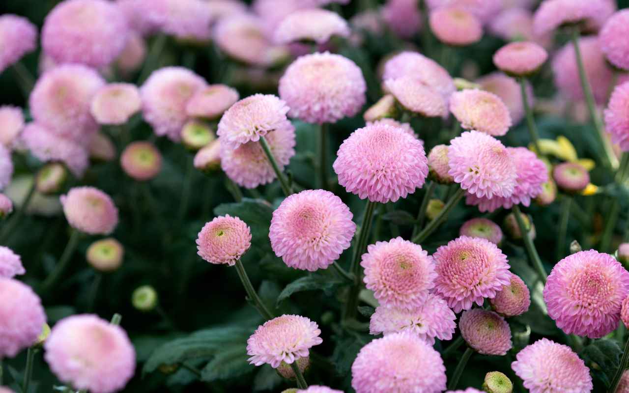 crisantemo pompom rosa é uma flor barata para casamento