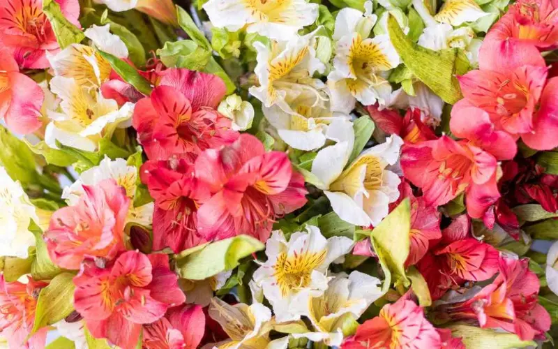 flores baratas para casamento