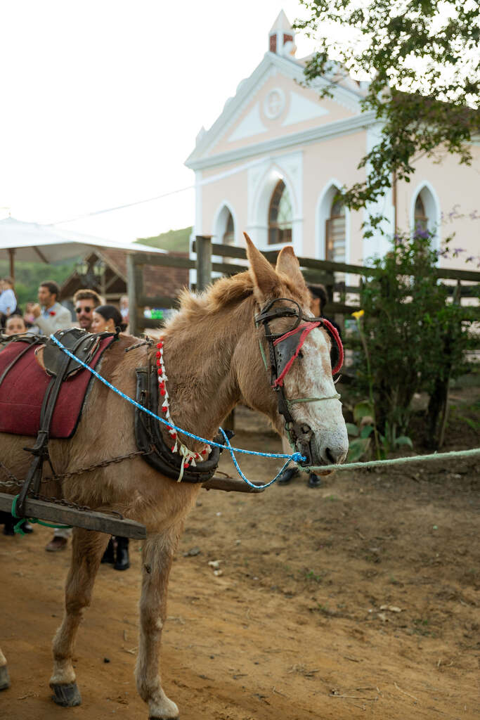 burro puxando carroça