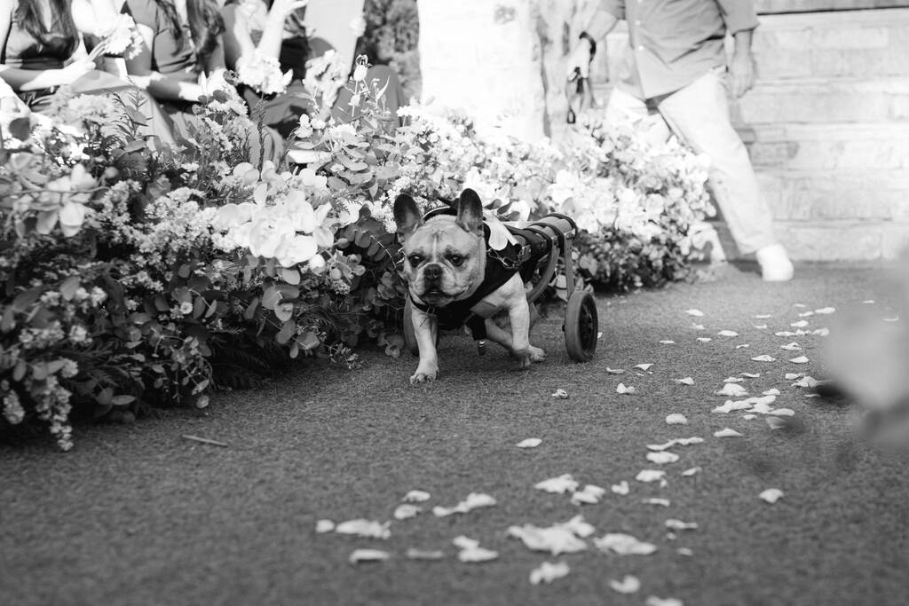 entrada do cachorro no casamento