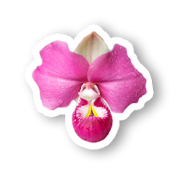 Fornecedor Logo: Espaço Itália