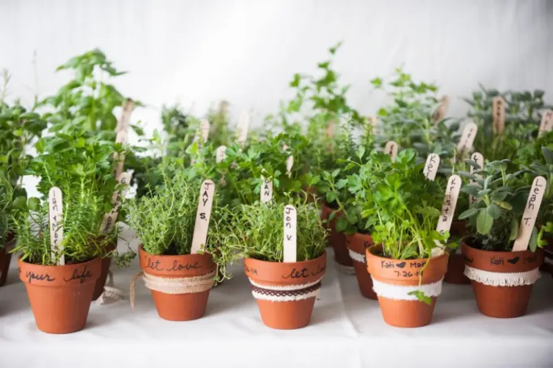 vasinhos com hortaliças para lembrancinha de casamento