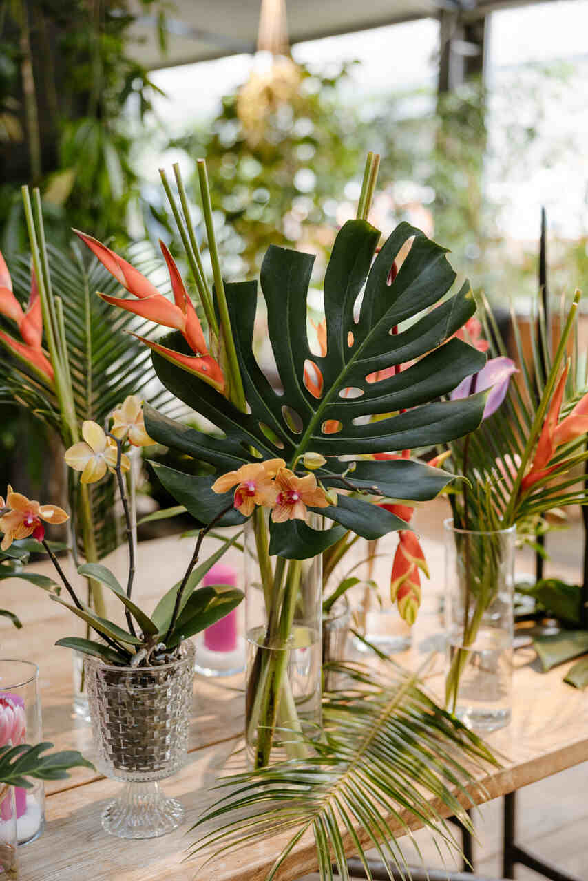 Arranjos tropicais com folhas de costela-de-adão, orquídeas e helicônias em vasos transparentes