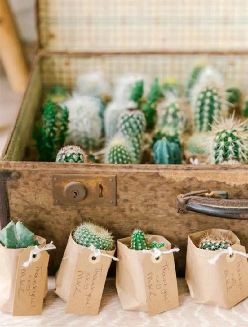 cactos para lembrancinha