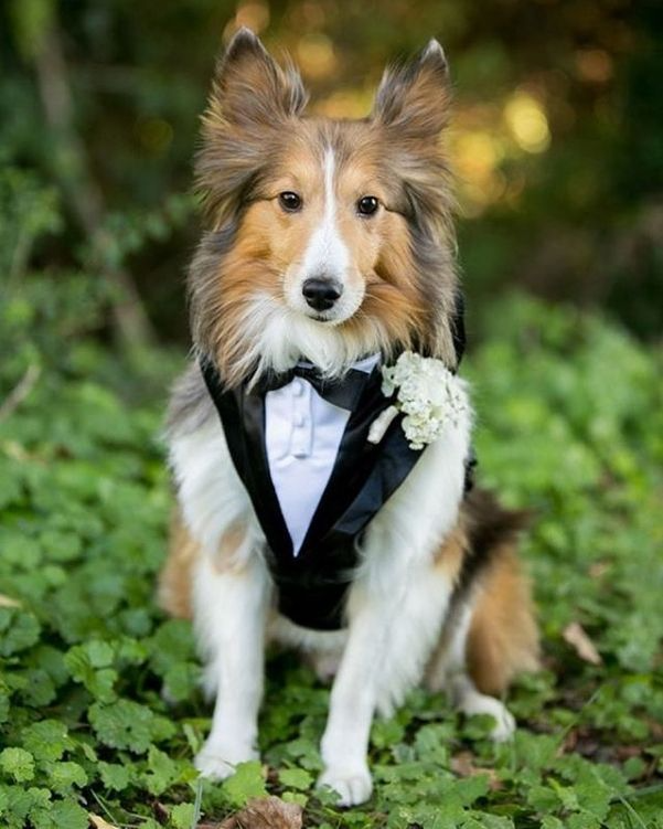 cachorro com roupa de casamento